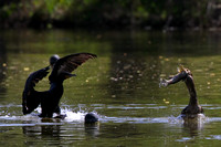 Cormorant