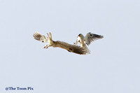 White Tailed Kite